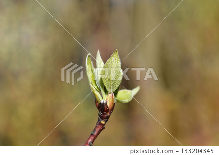 Wedding cake tree Candlelight 133204345