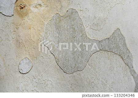 London plane 133204346