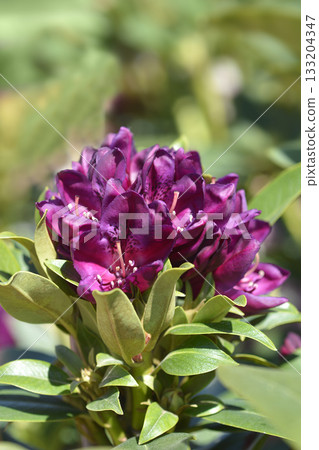 Rhododendron Polarnacht 133204347