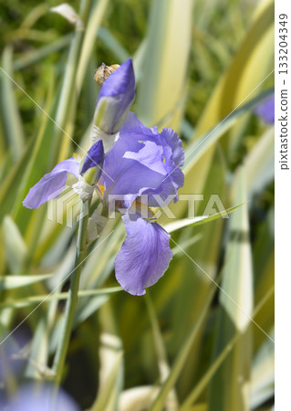Variegated Dalmatian Iris 133204349