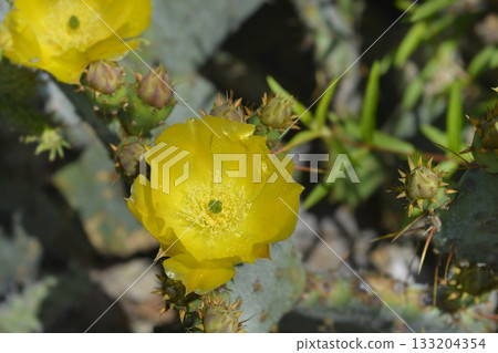Desert prickly pear Desert prickly pear 133204354
