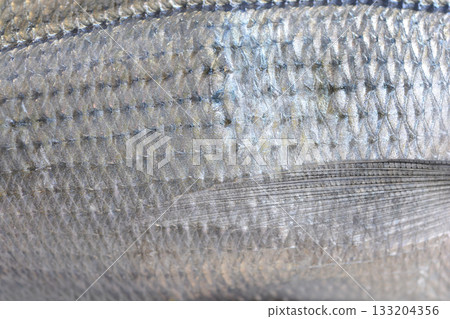 Silver-scaled saddled seabream detail 133204356
