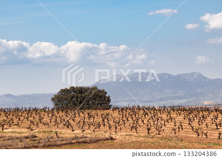Dry vineyard landscape with twisted vines, a solitary tree, and distant mountains under a bright sky. 133204386