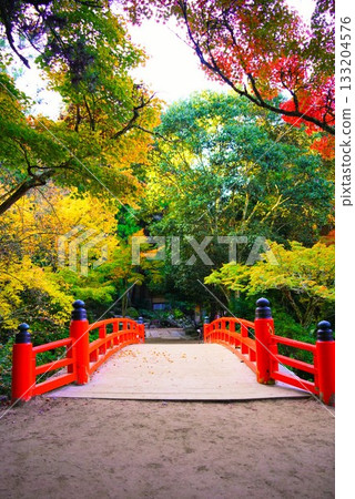 宮島紅葉谷公園的秋葉，這裡是日本三大最美景點之一。 133204576