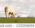 A light-colored cow peacefully grazes on a green hillside under a cloudy sky. The calm rural scene captures the tranquility of nature and the simplicity of countryside life. 133204604
