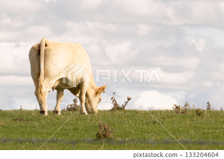 A light-colored cow peacefully grazes on a green hillside under a cloudy sky. The calm rural scene captures the tranquility of nature and the simplicity of countryside life. 133204604