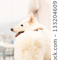 White fluffy dog standing beside its owner at a marina, captured in a soft and bright close-up portrait. 133204609
