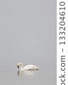 Graceful white swan gliding on calm water, creating a serene minimalist scene with soft reflections. 133204610