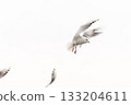Seagull in midair captured in a bright high-key sky, showcasing graceful wings and dynamic flight. 133204611