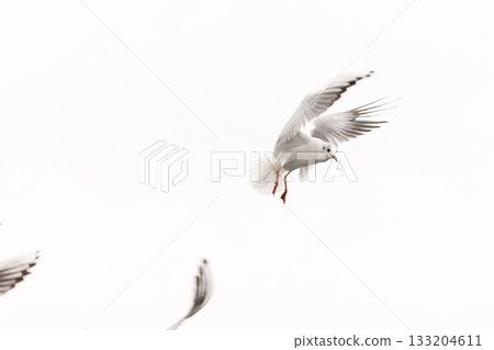 Seagull in midair captured in a bright high-key sky, showcasing graceful wings and dynamic flight. Seagull in midair captured in a bright high-key sky, showcasing graceful wings and dynamic flight. 133204611