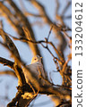 Dove perched on a sunlit tree branch during golden hour, illuminated by warm evening light. 133204612