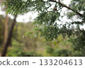 Rain droplets on evergreen branches in a tranquil forest, with soft bokeh and natural greenery creating a peaceful, fresh atmosphere. 133204613