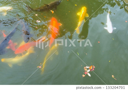 Pond where carp swim 133204701