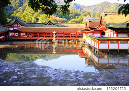 Itsukushima Shrine on Miyajima Island, one of Japan's three most scenic spots, is dyed in autumn leaves 133204723