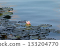 Pink water lily blooming among lily pads on a calm blue lake. 133204770
