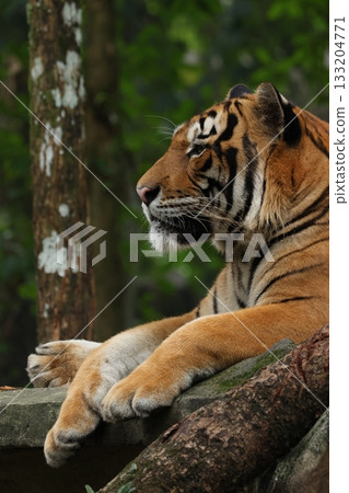 A powerful tiger rests calmly on a stone ledge in a lush forest. Its striking orange fur and black stripes stand out against the green background, capturing the beauty and strength of this wild predat 133204771