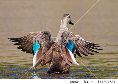 一隻斑嘴鴨展開雙翼,從後面看去。 一隻斑嘴鴨展開雙翼,從後面看去。 133204783