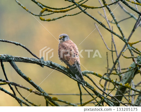 Prey Common Kestrel sits on tree branch. View from the back of male Kestrel or Falco tinnunculus, bird's head turned to profile. Beautiful young Kestrel perched on branch in foggy early autumn weather 133205175