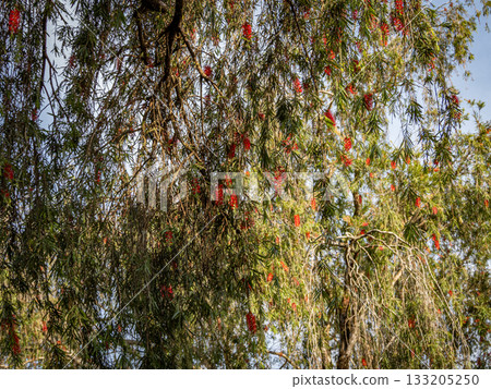 Baguio in the Philippines Baguio in the Philippines 133205250