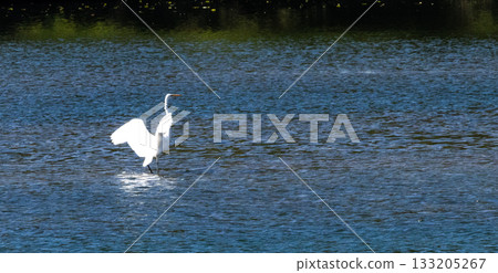 一隻水鳥，很可能是隻白鷺，在冬天的河面上展開雙翼。 133205267