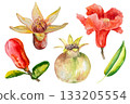 Pomegranate, hand-drawn watercolor illustration. Pomegranate fruits, pomegranate seeds, leaves, and flowers, hand-drawn in watercolor. 133205554