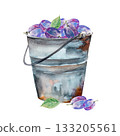 Watercolor illustration of plum with leaves, hand drawn blue plum with green leaves 133205561