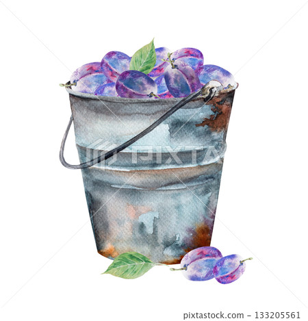 Watercolor illustration of plum with leaves, hand drawn blue plum with green leaves Watercolor illustration of plum with leaves, hand drawn blue plum with green leaves 133205561
