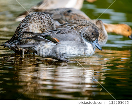 水邊針尾 133205655