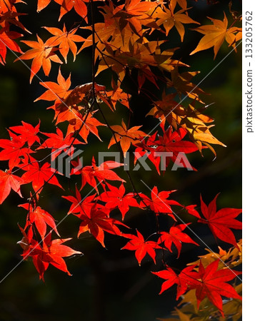 鮮紅的秋葉 鮮紅的秋葉 133205762