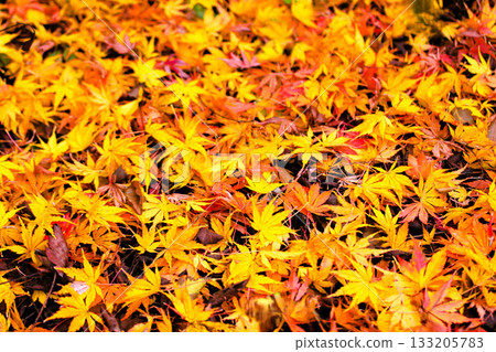 Fallen leaves of bright maple Fallen leaves of bright maple 133205783