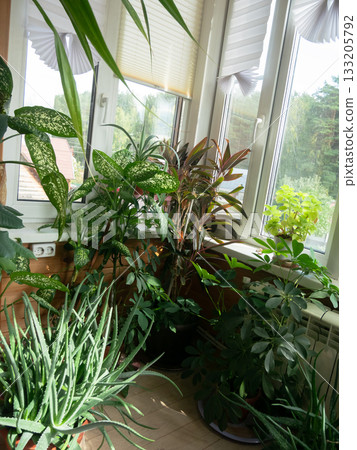 Cordyline Plants and Many More at Window Cordyline Plants and Many More at Window 133205792