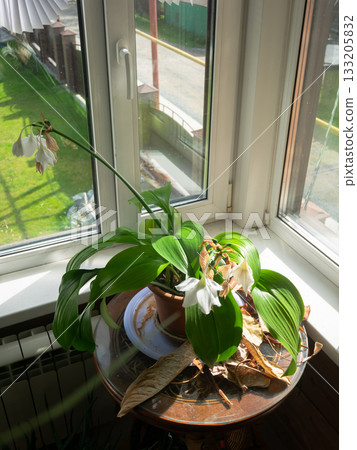 Eucharis Lily Home By Bright Window Scene 133205832