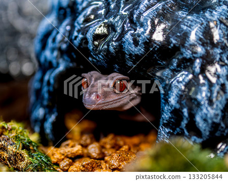 Hynant 壁虎的特寫 133205844