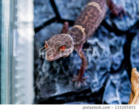 Hynant 壁虎的特寫 133205855