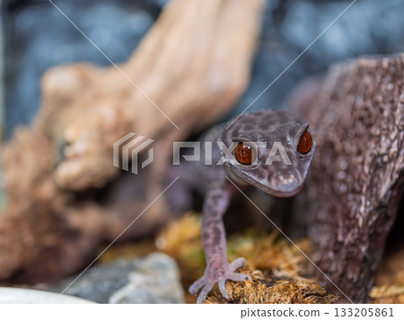 Hynant 壁虎的特寫 133205861