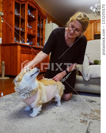 Woman Tying Bandage Dog Post-Surgery Woman Tying Bandage Dog Post-Surgery 133205870