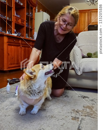 Woman Tying Bandage Dog Post-Surgery Woman Tying Bandage Dog Post-Surgery 133205886