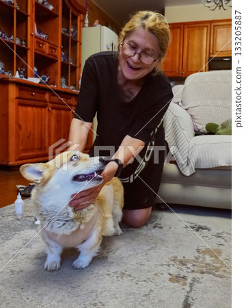 Woman Tying Bandage Dog Post-Surgery 133205887