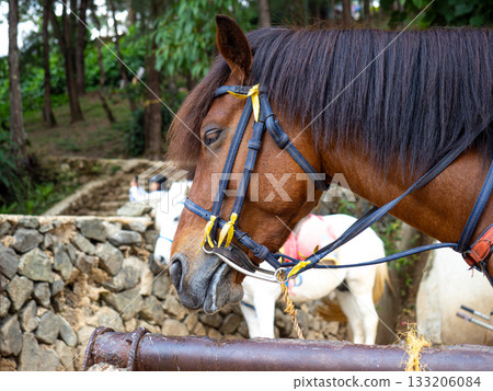 Baguio in the Philippines 133206084