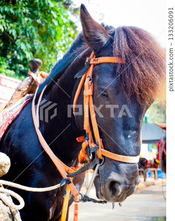 菲律賓的碧瑤 133206091