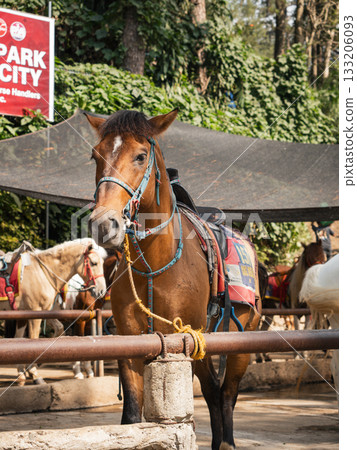 菲律賓的碧瑤 133206093