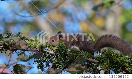北海道松鼠紫杉果實 133206152