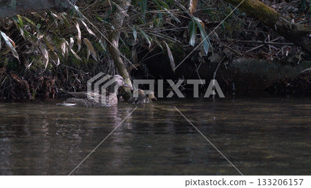 Mallard parent and child 133206157