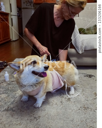 Woman Tying Bandage Dog Post-Surgery Woman Tying Bandage Dog Post-Surgery 133206166