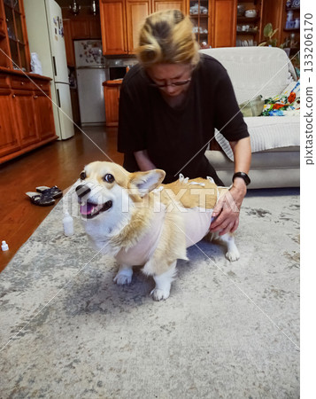 Woman Tying Bandage Dog Post-Surgery Woman Tying Bandage Dog Post-Surgery 133206170
