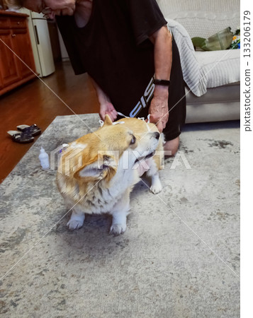 Woman Tying Bandage Dog Post-Surgery 133206179