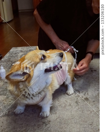 Woman Tying Bandage Dog Post-Surgery 133206180