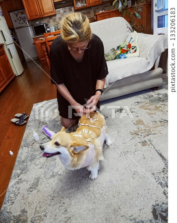 Woman Tying Bandage Dog Post-Surgery Woman Tying Bandage Dog Post-Surgery 133206183