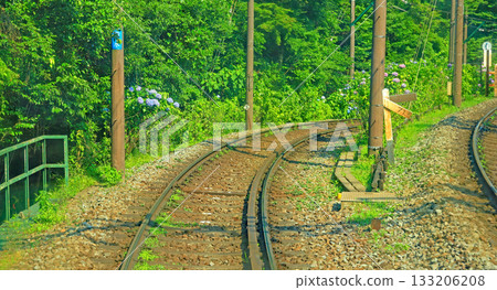 Hakone Hydrangea Train Hakone Hydrangea Train 133206208