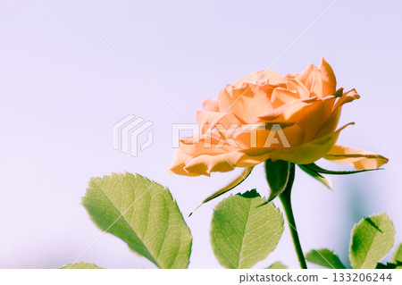 Nature. Orange rose flower for background Nature. Orange rose flower for background 133206244